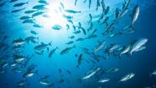 Research highlights that almost two-thirds of European fish stocks are overfished